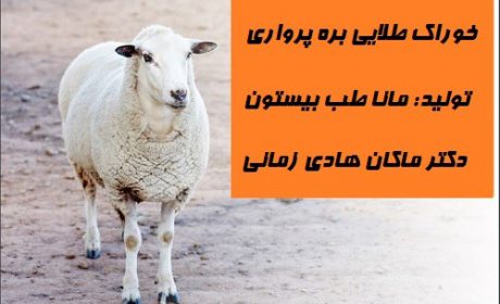 صنعت بره پرواری