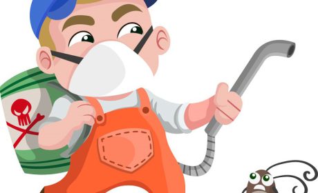 راه های ورود حشرات موذی به منازل