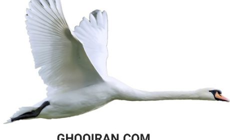 ثبت آگهي رايگان در سايت و برنامه قو ايران