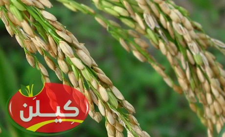 بین برنج طارم هاشمی و برنج قهوه ای و برنج دم سیاه کدام بهتر است؟