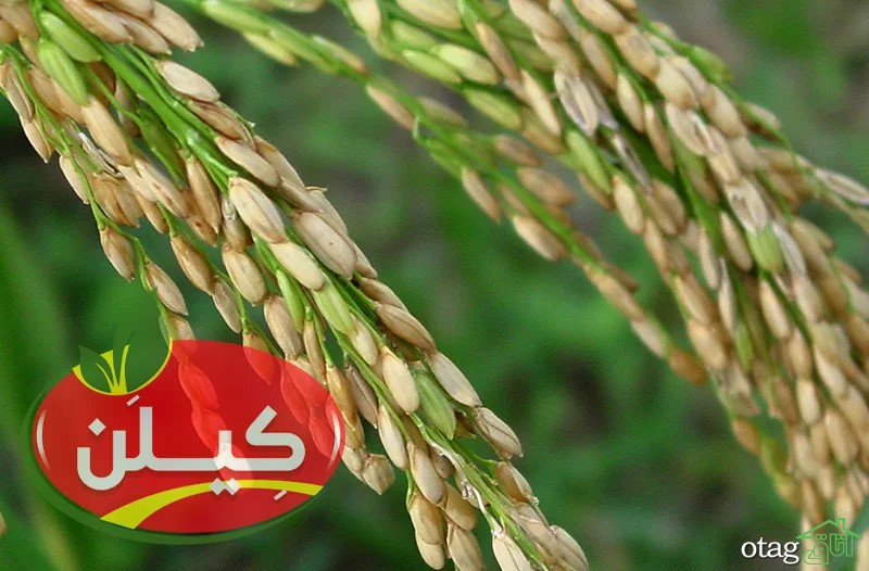 بین برنج طارم هاشمی و برنج قهوه ای و برنج دم سیاه کدام بهتر است؟ بین برنج طارم هاشمی و برنج قهوه ای و برنج دم سیاه کدام بهتر است؟