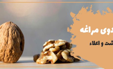 گردو چه خاصیتی دارد + راهنمای خرید این محصول