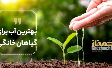 از چه آبی برای آبیاری گیاهان خانگی استفاده کنیم؟