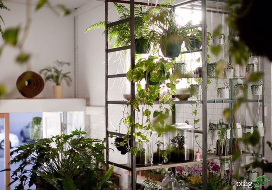 گیاهان تزئینی مناسب برای اتاق نشیمن با مراقبت آسان