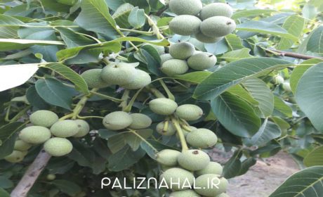 راهکارهای ارائه شده توسط جهادکشاورزی برای پیشگیری از سرمازدگی و گرمازدگی درختان گردو