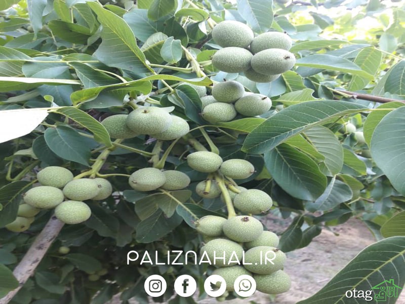 راهکارهای ارائه شده توسط جهادکشاورزی برای پیشگیری از سرمازدگی و گرمازدگی درختان گردو راهکارهای ارائه شده توسط جهادکشاورزی برای پیشگیری از سرمازدگی و گرمازدگی درختان گردو