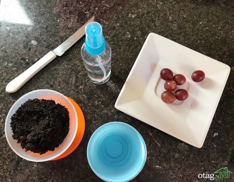 ساده ترین راهنمای کاشت انگور در خانه