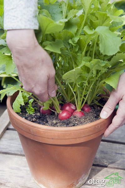چگونه یک باغ سبزیجات ارگانیک در خانه بسازیم؟