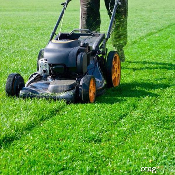 تکنیک های صحیح چمن زنی برای داشتن یک باغ مرتب تکنیک های صحیح چمن زنی برای داشتن یک باغ مرتب