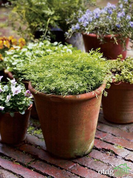 چگونه یک باغ سبزیجات ارگانیک در خانه بسازیم؟ چگونه یک باغ سبزیجات ارگانیک در خانه بسازیم؟