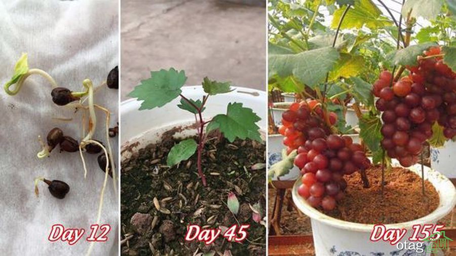 ساده ترین راهنمای کاشت انگور در خانه