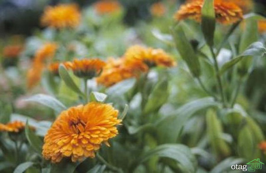 راهنمای 6 مرحله ای برای مراقبت از گل همیشه بهار