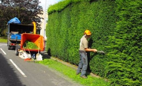 راهنمای هرس بوته ها و گیاهان پرچین در بالکن و باغ شما