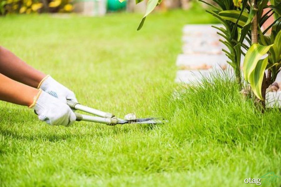 تکنیک های صحیح چمن زنی برای داشتن یک باغ مرتب تکنیک های صحیح چمن زنی برای داشتن یک باغ مرتب