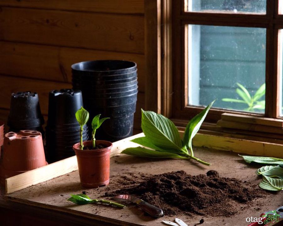 چگونه یک باغ سبزیجات ارگانیک در خانه بسازیم؟