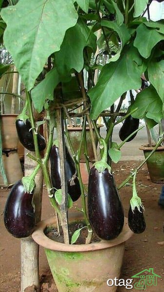 چگونه یک باغ سبزیجات ارگانیک در خانه بسازیم؟ چگونه یک باغ سبزیجات ارگانیک در خانه بسازیم؟