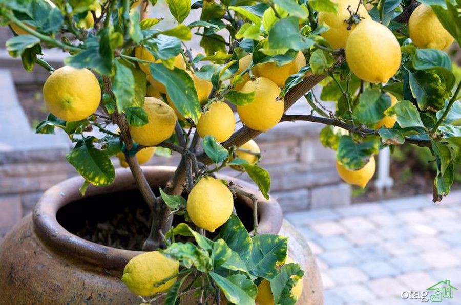 چگونه یک باغ سبزیجات ارگانیک در خانه بسازیم؟ چگونه یک باغ سبزیجات ارگانیک در خانه بسازیم؟