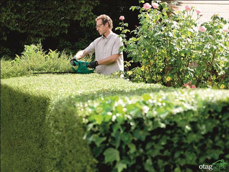 راهنمای هرس بوته ها و گیاهان پرچین در بالکن و باغ شما