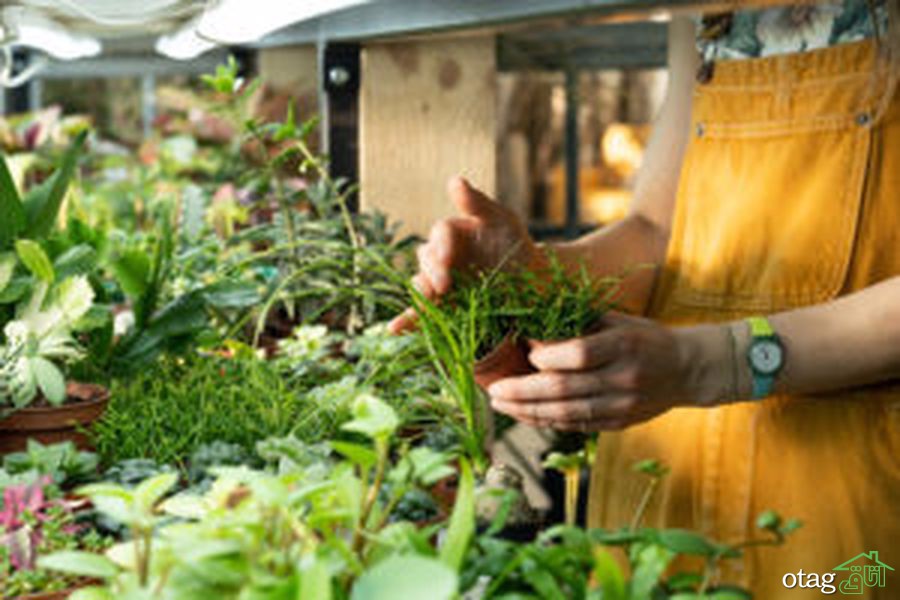 چگونه یک باغ سبزیجات ارگانیک در خانه بسازیم؟ چگونه یک باغ سبزیجات ارگانیک در خانه بسازیم؟