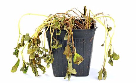 چگونه گیاهان خشک شده را احیا کنیم؟