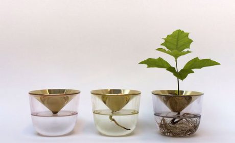 ساده ترین راهنمای کاشت انگور در خانه