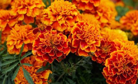 راهنمای 6 مرحله ای برای مراقبت از گل همیشه بهار