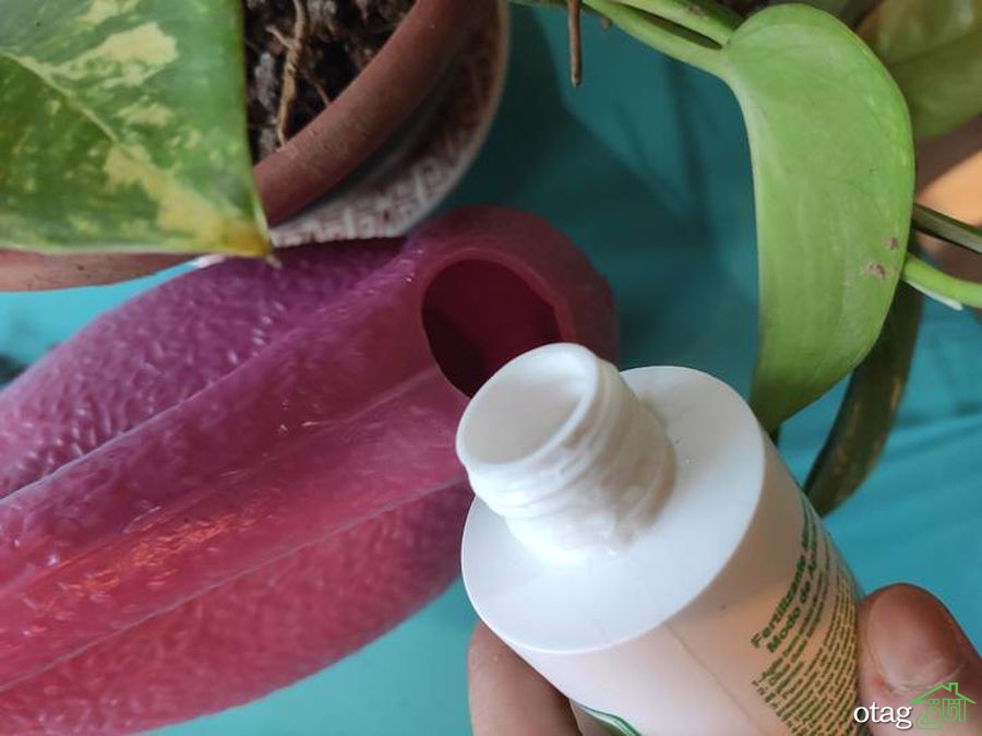 چند نکته برای مراقبت از گیاه پیچک