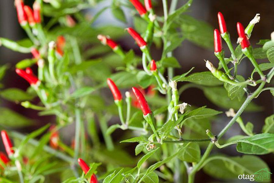 چگونه در خانه فلفل پرورش بدهیم؟ چگونه در خانه فلفل پرورش بدهیم؟