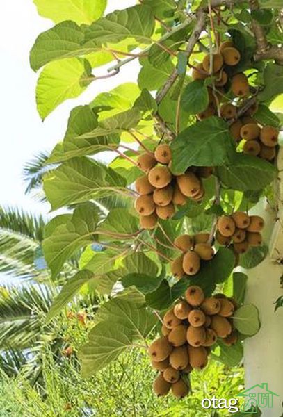 راهنمای آسان پرورش درخت کیوی راهنمای آسان پرورش درخت کیوی