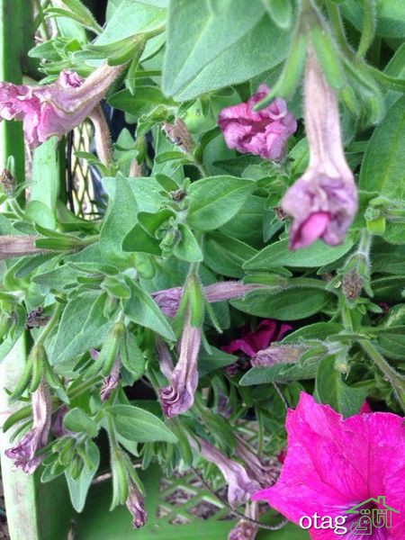 برای پرورش گل اطلسی در خانه چکار کنیم؟