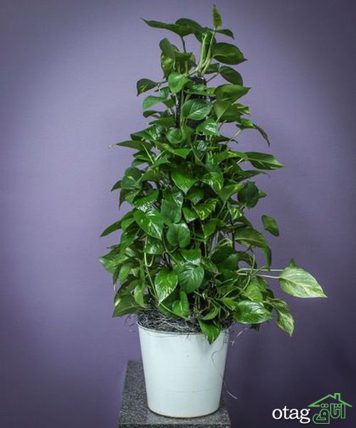 چند نکته برای مراقبت از گیاه پیچک