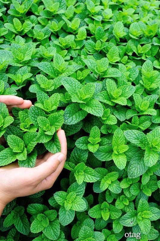 نکات مهم برای پرورش نعناع در خانه