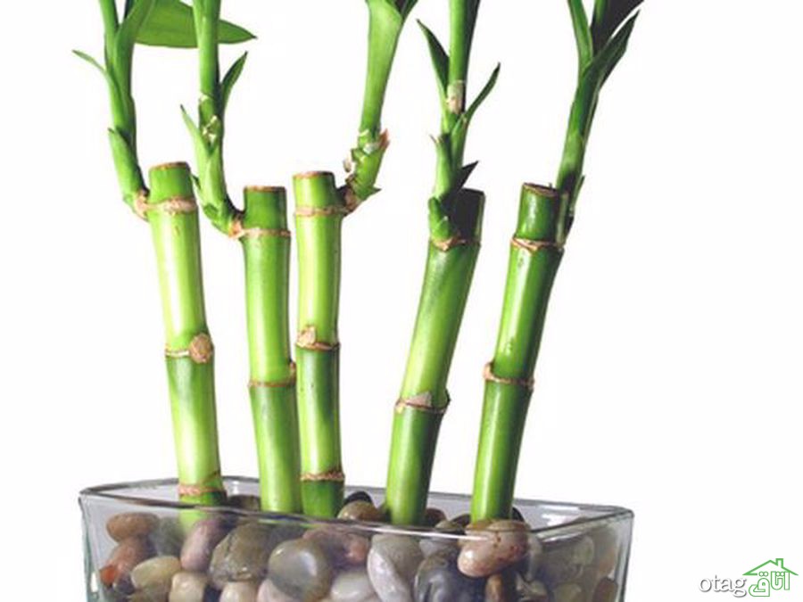 نحوه کاشت و رشد بامبو را یاد بگیرید