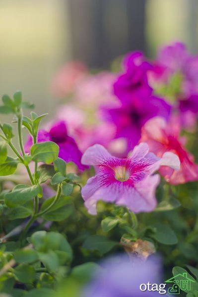 برای پرورش گل اطلسی در خانه چکار کنیم؟