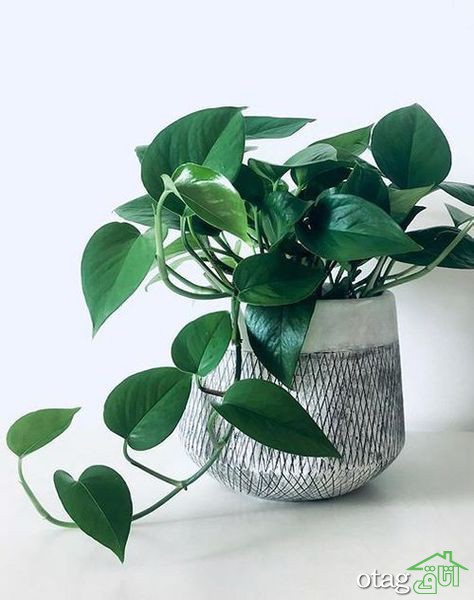 چند نکته برای مراقبت از گیاه پیچک
