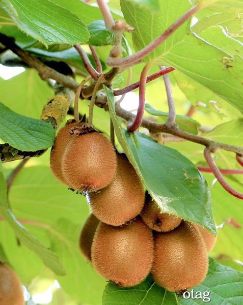 راهنمای آسان پرورش درخت کیوی راهنمای آسان پرورش درخت کیوی