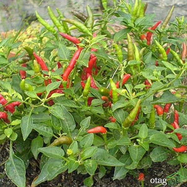 چگونه در خانه فلفل پرورش بدهیم؟ چگونه در خانه فلفل پرورش بدهیم؟