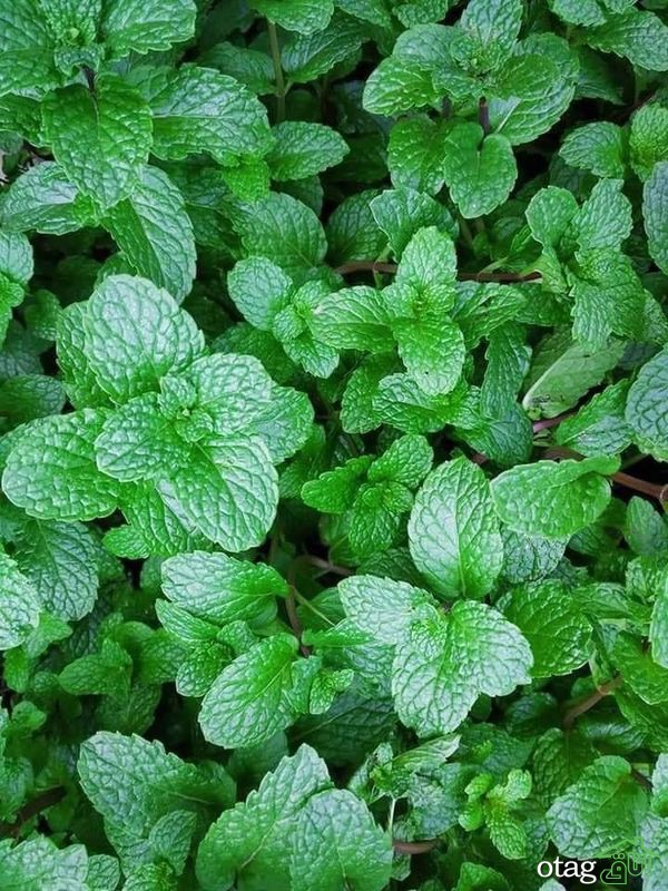 نکات مهم برای پرورش نعناع در خانه