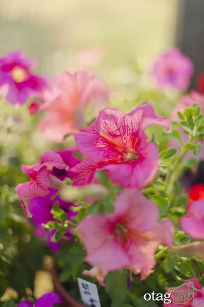 برای پرورش گل اطلسی در خانه چکار کنیم؟