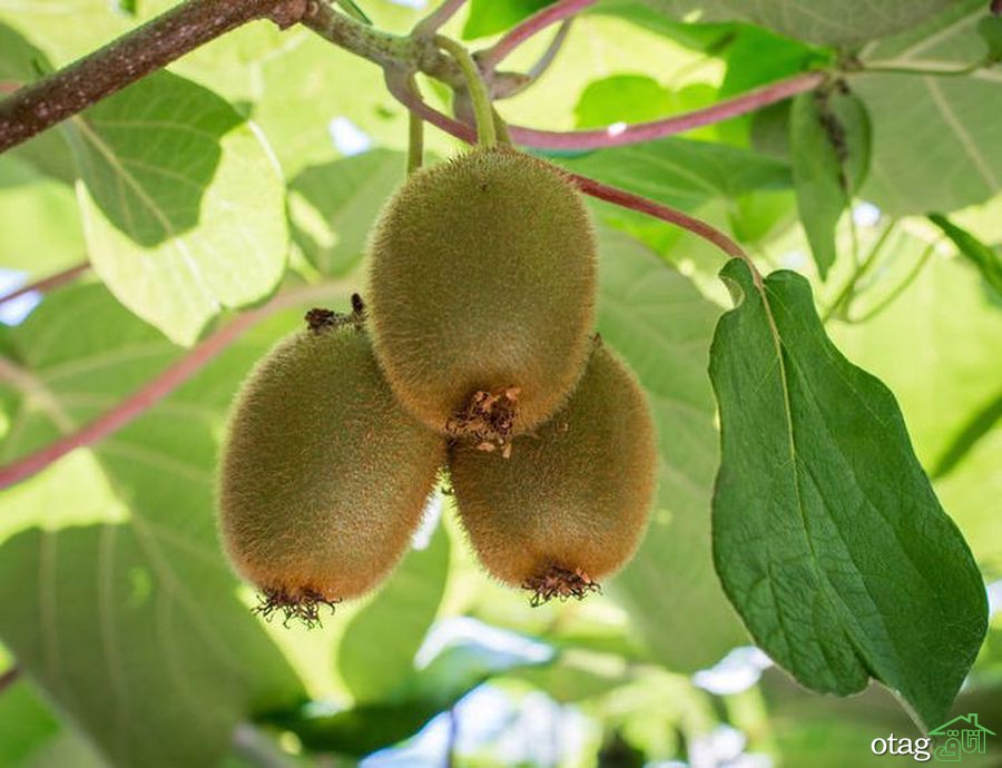 راهنمای آسان پرورش درخت کیوی راهنمای آسان پرورش درخت کیوی