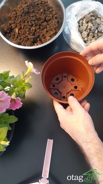 برای پرورش گل اطلسی در خانه چکار کنیم؟