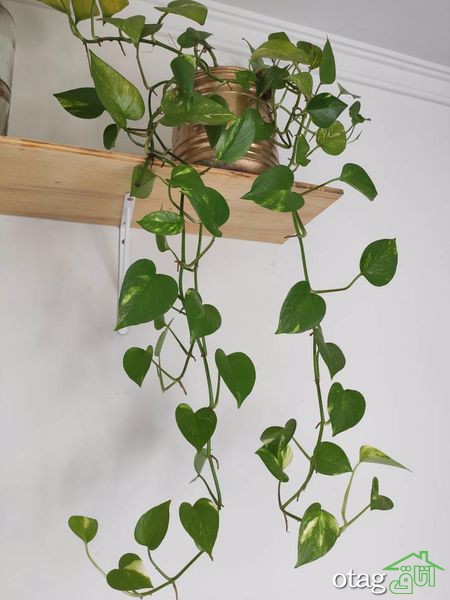 چند نکته برای مراقبت از گیاه پیچک