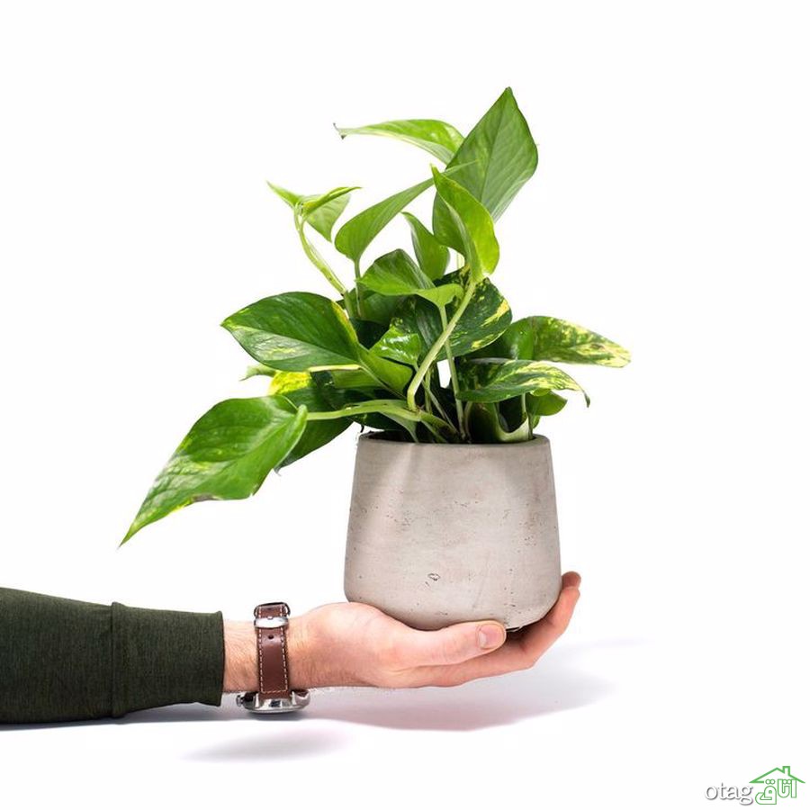 چند نکته برای مراقبت از گیاه پیچک