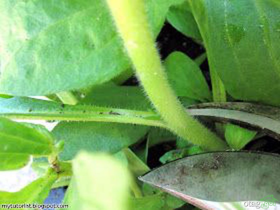 برای پرورش گل اطلسی در خانه چکار کنیم؟