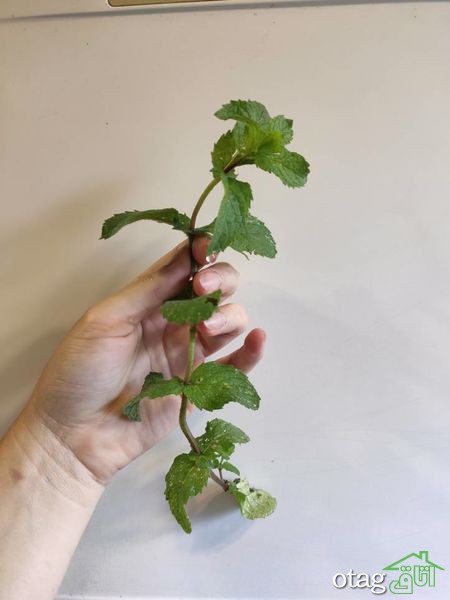 نکات مهم برای پرورش نعناع در خانه