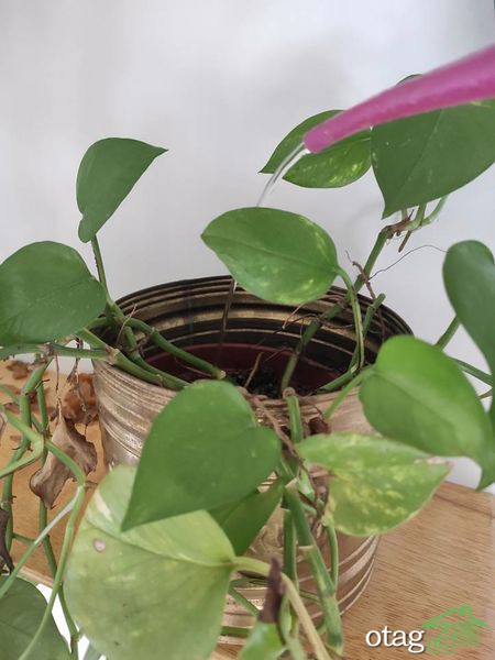 چند نکته برای مراقبت از گیاه پیچک
