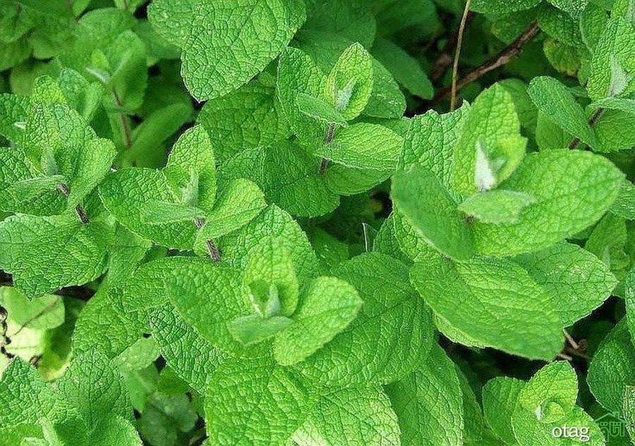 نکات مهم برای پرورش نعناع در خانه