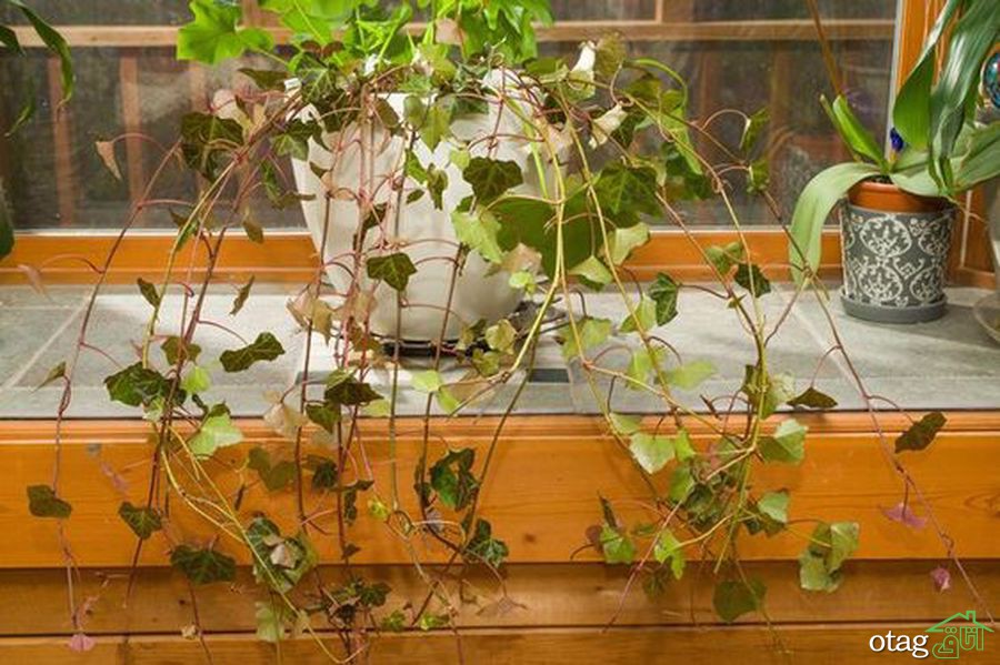 چند نکته برای مراقبت از گیاه پیچک
