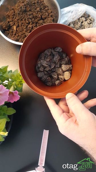 برای پرورش گل اطلسی در خانه چکار کنیم؟