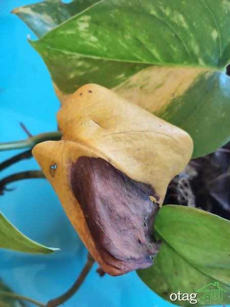 چند نکته برای مراقبت از گیاه پیچک